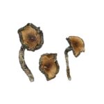 Blue Meanie Magic Mushrooms - Image 2